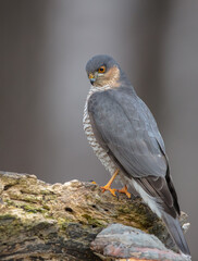 Eurasian Sparrowhawk - adult male at the wet forest in winter