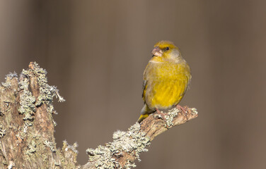 Obraz premium European Greenfinch in winter at a wetland
