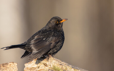 Obraz premium Common blackbird - adult male in winter at a wet forest