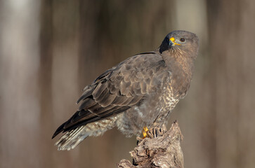 Common Buzzard in winter at a wet forest