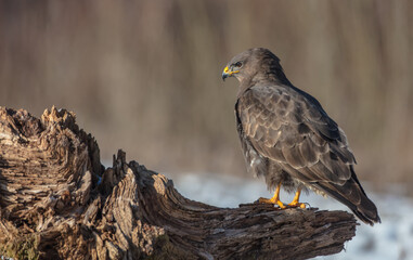 Common Buzzard in winter at a wet forest
