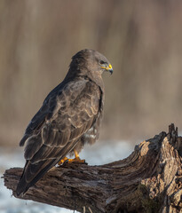 Common Buzzard in winter at a wet forest