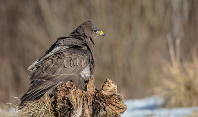 Common Buzzard in winter at a wet forest