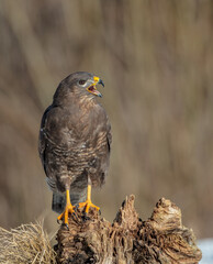 Common Buzzard in winter at a wet forest
