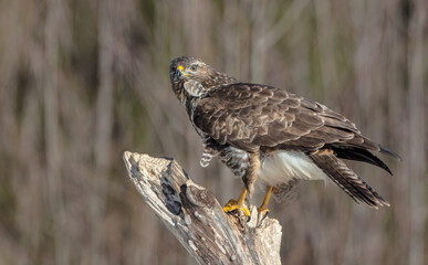 Common Buzzard in winter at a wet forest