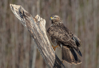 Common Buzzard in winter at a wet forest