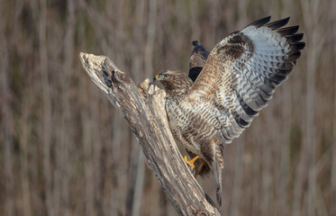 Common Buzzard in winter at a wet forest