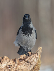 Hooded Crow - at the wet forest in early spring