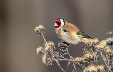 European Goldfinch  feeding in winter 