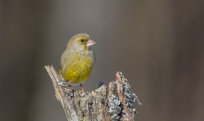 Obraz premium European Greenfinch in winter at a wetland
