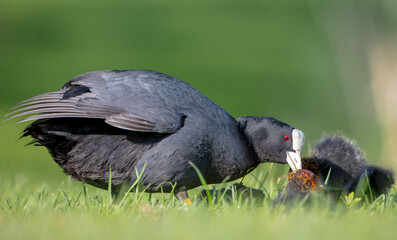 Eurasian coot - adult bird with juveniles in spring