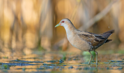 Little Crake - female feeding at a wetland 