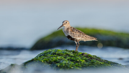 Dunlin - at a seashore on the autumn migration way
