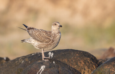 Herring Gull - juvenile bird at the seashore in autumn