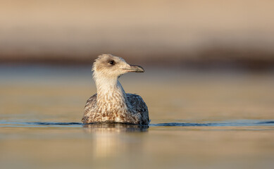 Herring Gull - juvenile bird at the seashore in autumn
