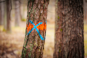 A close-up of a tree trunk marked with a blue X and vibrant orange and yellow paint. The peeling bark and bright colors contrast with the blurred forest background.