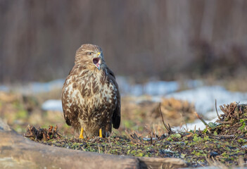 Common Buzzard in winter at a wet forest