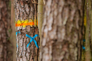 A close-up of a tree trunk marked with a blue X and vibrant orange and yellow paint. The peeling bark and bright colors contrast with the blurred forest background.