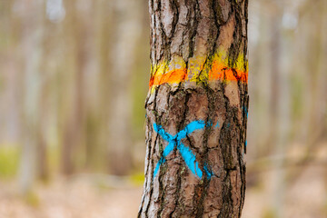 A close-up of a tree trunk marked with a blue X and vibrant orange and yellow paint. The peeling...
