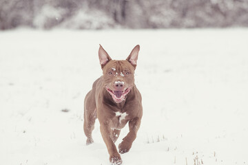 A beautiful purebred Pit Bull Terrier runs across a snowy area.