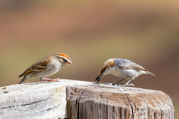 The chipping sparrow (Spizella passerina) and the brown-headed nuthatch (Sitta pusilla). The brown-headed nuthatch is a small songbird endemic to pine forests throughout the Southeastern USA