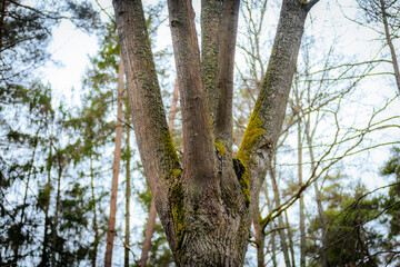A tall tree with multiple trunks extends toward the sky, covered in rough bark and patches of moss. The surrounding forest and branches create a natural, serene woodland atmosphere.
