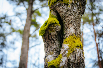 A close-up of a tree trunk covered in vibrant green moss, growing around natural holes in the bark. The textured surface contrasts with the blurred forest background, creating a serene woodland scene.