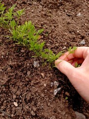 Close up of a woman's hand picking up carrot seedlings in a vegetable garden.