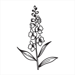 Angelonia Flower – Vibrant and Heat-Resistant Beauty