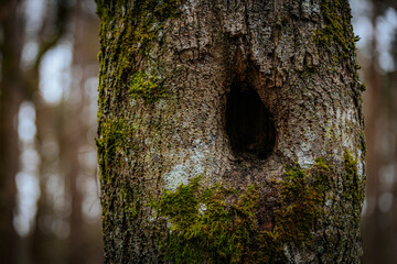 A close-up of a tree trunk covered in vibrant green moss, growing around natural holes in the bark. The textured surface contrasts with the blurred forest background, creating a serene woodland scene.