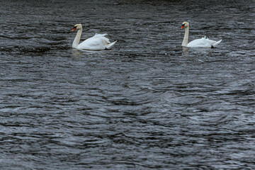 Two elegant white swans glide across a dark, rippling body of water. Their bright feathers contrast with the textured surface, creating a serene and graceful nature scene.