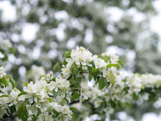 White cherry blossom branch bokeh background