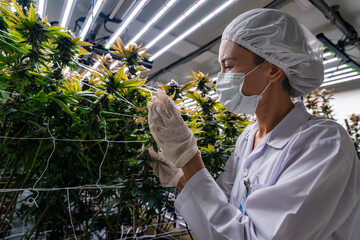 A researcher inspects cannabis plants in a high tech indoor facility, using digital technology for...