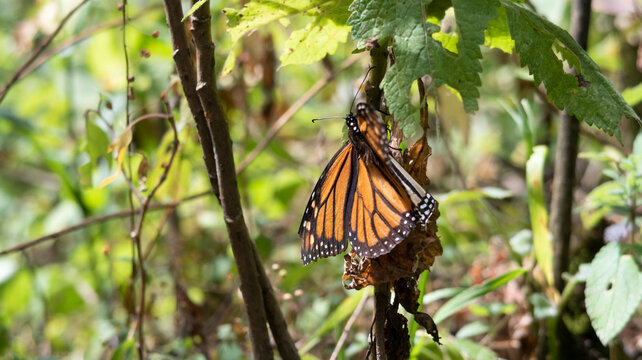 mariposa monarca postrada en &aacute;rbol en bosque de Michoac&aacute;n M&eacute;xico