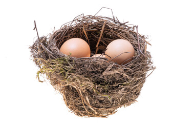 bird nest isolated