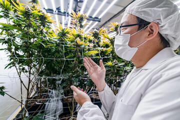 researcher inspects cannabis plants in a high tech indoor facility, using digital technology for...
