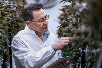 A researcher inspects cannabis plants in a high tech indoor facility, using digital technology for data analysis. Advancements in medical cannabis are shaping the future of sustainable cultivation.
