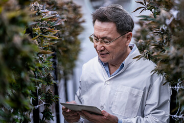 A researcher inspects cannabis plants in a high tech indoor facility, using digital technology for...