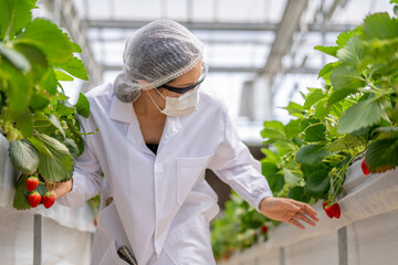 A scientist inspects fresh strawberries in a controlled greenhouse environment, ensuring quality...