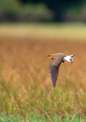 Oriental pratincole 