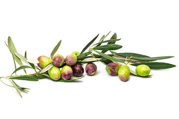 branch with olives isolated