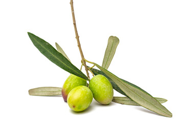 branch with olives isolated