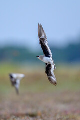 Small pratincole 