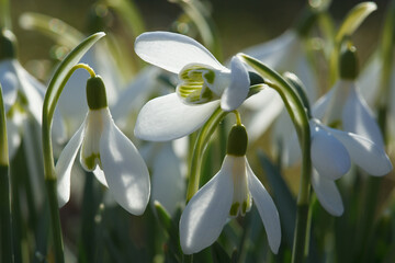 Fototapete bei efototapeten.de bestellen   