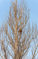A view from below of a tall tree with bare branches, on which an old squirrel nest of twigs and dry leaves is located against a blue sky background.