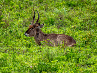 A waterbuck (Kobus ellipsiprymnus) lies in the grass of Arusha National Park.