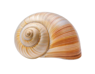 Stunning closeup of a spiral seashell, showcasing intricate texture and warm, earthy tones.  Perfect for designs emphasizing nature, tranquility, or growth. Ideal for websites, brochures, and print.