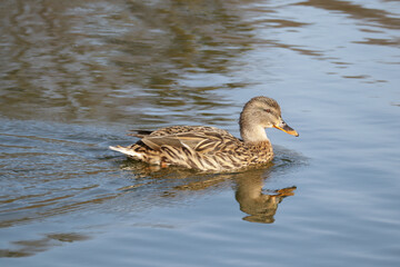 A female mallard duck glides across a calm lake, her brown feathers blending with the rippling water. A soft reflection mirrors her movement, capturing a serene moment in nature.