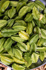 Solanaceae plant up close,Physalis pubescens,natural background.