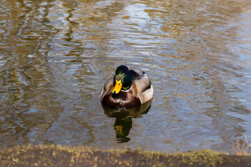 Mallard drake (Anas platyrhynchos) swimming in a pond. The duck’s green head and yellow beak...